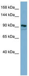 Extended Synaptotagmin 2 antibody, TA338432, Origene, Western Blot image 