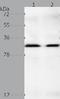 Gem Nuclear Organelle Associated Protein 2 antibody, TA322836, Origene, Western Blot image 