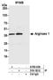 ARG antibody, A700-036, Bethyl Labs, Immunoprecipitation image 