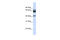 Par-6 Family Cell Polarity Regulator Beta antibody, 25-803, ProSci, Enzyme Linked Immunosorbent Assay image 