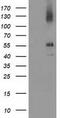 LIM And Cysteine Rich Domains 1 antibody, LS-C797424, Lifespan Biosciences, Western Blot image 