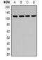 Desmoglein 1 antibody, orb382566, Biorbyt, Western Blot image 