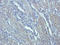 Epithelial membrane protein 1 antibody, orb10588, Biorbyt, Immunohistochemistry paraffin image 