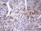 Nuclear Receptor Binding Factor 2 antibody, LS-C338924, Lifespan Biosciences, Immunohistochemistry frozen image 