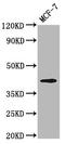 Opsin 1, Medium Wave Sensitive antibody, LS-C680985, Lifespan Biosciences, Western Blot image 