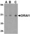 ORAI Calcium Release-Activated Calcium Modulator 1 antibody, MBS150221, MyBioSource, Western Blot image 