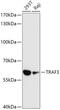 TNF Receptor Associated Factor 3 antibody, GTX65928, GeneTex, Western Blot image 