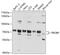 TRIO And F-Actin Binding Protein antibody, 19-392, ProSci, Western Blot image 