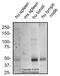 Atypical Chemokine Receptor 3 antibody, NBP2-24779, Novus Biologicals, Western Blot image 