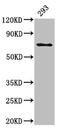 Leukotriene A4 Hydrolase antibody, CSB-PA013219LA01HU, Cusabio, Western Blot image 