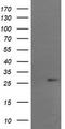 RCAN Family Member 3 antibody, TA505496S, Origene, Western Blot image 