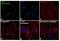 Fos Proto-Oncogene, AP-1 Transcription Factor Subunit antibody, MA5-15055, Invitrogen Antibodies, Immunofluorescence image 