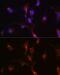 Cysteine desulfurase, mitochondrial antibody, GTX33356, GeneTex, Immunofluorescence image 