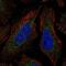 Coenzyme Q4 antibody, NBP2-58147, Novus Biologicals, Immunofluorescence image 