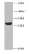 RAD9 Checkpoint Clamp Component A antibody, FNab07083, FineTest, Western Blot image 
