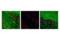 Microtubule Associated Protein Tau antibody, 12885S, Cell Signaling Technology, Immunofluorescence image 