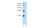 Growth arrest-specific protein 7 antibody, 30-319, ProSci, Western Blot image 