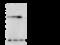 Profilin I antibody, 104782-T34, Sino Biological, Western Blot image 