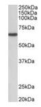 Mst1/Mst2 antibody, orb12387, Biorbyt, Western Blot image 