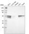 Heterogeneous nuclear ribonucleoprotein H2 antibody, NBP2-55194, Novus Biologicals, Western Blot image 