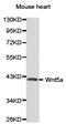 Wnt Family Member 5A antibody, LS-C192934, Lifespan Biosciences, Western Blot image 