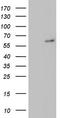 Nuclear receptor ROR-alpha antibody, TA803200S, Origene, Western Blot image 