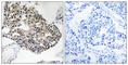 Ribosomal Protein S25 antibody, abx014101, Abbexa, Western Blot image 