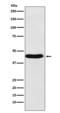 Bone Morphogenetic Protein 6 antibody, M06924-1, Boster Biological Technology, Western Blot image 