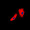 Junction Plakoglobin antibody, LS-C352407, Lifespan Biosciences, Immunofluorescence image 