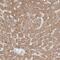 Flavin Containing Dimethylaniline Monoxygenase 2 antibody, NBP1-85952, Novus Biologicals, Immunohistochemistry frozen image 