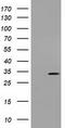 Uridine-Cytidine Kinase 1 antibody, TA501489, Origene, Western Blot image 