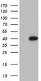 M-PST antibody, CF811313, Origene, Western Blot image 