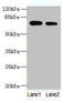 NBPF Member 3 antibody, MBS7000023, MyBioSource, Western Blot image 