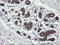 Diphthamide Biosynthesis 2 antibody, LS-C174012, Lifespan Biosciences, Immunohistochemistry paraffin image 