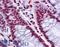 THO Complex 6 antibody, LS-B4536, Lifespan Biosciences, Immunohistochemistry frozen image 