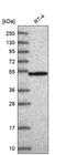 RNA Binding Protein With Serine Rich Domain 1 antibody, HPA044014, Atlas Antibodies, Western Blot image 