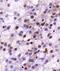 Late Endosomal/Lysosomal Adaptor, MAPK And MTOR Activator 1 antibody, NBP1-71689, Novus Biologicals, Immunohistochemistry frozen image 