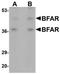 Bifunctional Apoptosis Regulator antibody, orb75354, Biorbyt, Western Blot image 