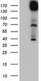 DCC Netrin 1 Receptor antibody, TA804517, Origene, Western Blot image 
