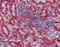 Major Histocompatibility Complex, Class I, E antibody, 51-282, ProSci, Immunohistochemistry frozen image 