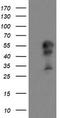 Protein Dok-7 antibody, TA504801, Origene, Western Blot image 