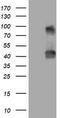 Sialidase-1 antibody, TA801727, Origene, Western Blot image 