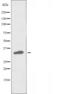 Vomeronasal 1 Receptor 4 antibody, orb227665, Biorbyt, Western Blot image 