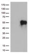 Hepatitis A Virus Cellular Receptor 2 antibody, TA812565S, Origene, Western Blot image 