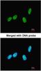 IK Cytokine antibody, NBP1-30927, Novus Biologicals, Immunofluorescence image 