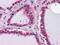 Laminin subunit beta-1 antibody, NBP1-51558, Novus Biologicals, Immunohistochemistry frozen image 
