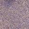 Leukocyte Receptor Cluster Member 8 antibody, HPA042056, Atlas Antibodies, Immunohistochemistry frozen image 