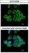 40S ribosomal protein S2 antibody, GTX114734, GeneTex, Immunocytochemistry image 