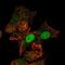 Homeobox protein MIXL1 antibody, NBP2-55175, Novus Biologicals, Immunocytochemistry image 