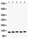 Macrophage Migration Inhibitory Factor antibody, PB9274, Boster Biological Technology, Western Blot image 